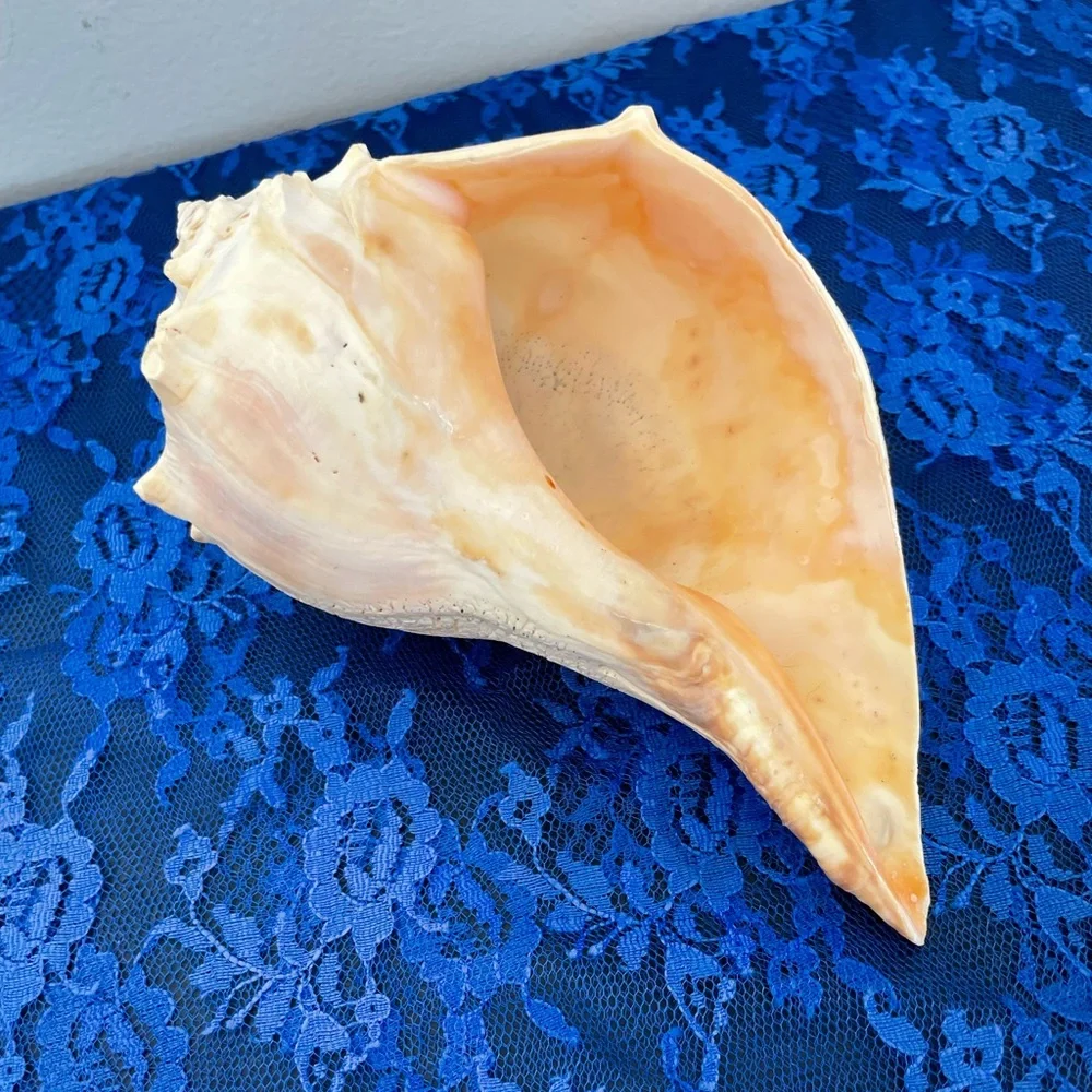 Conch Beach Shell - Picture 2 of 10